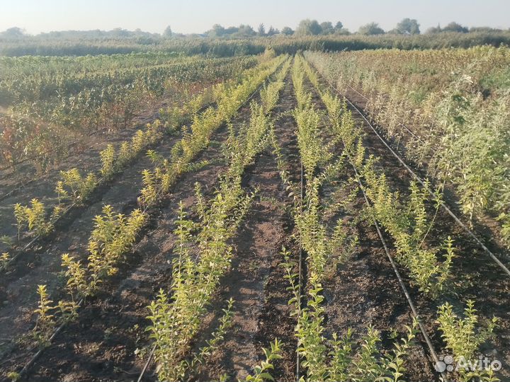 Жасмин Кустарник