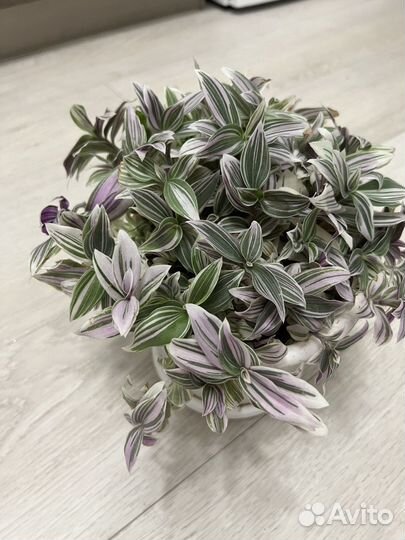 Комнатные цветы