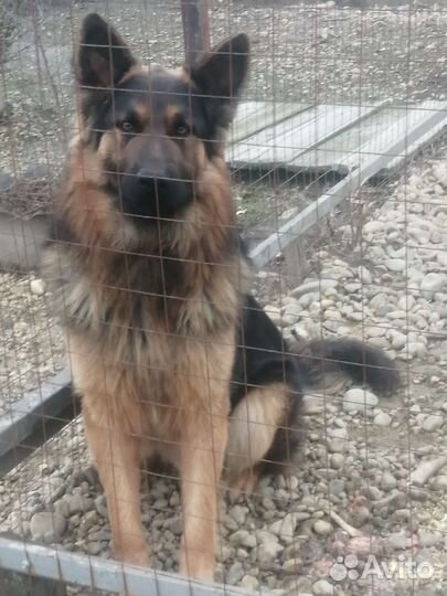 Немецкая овчарка вязка
