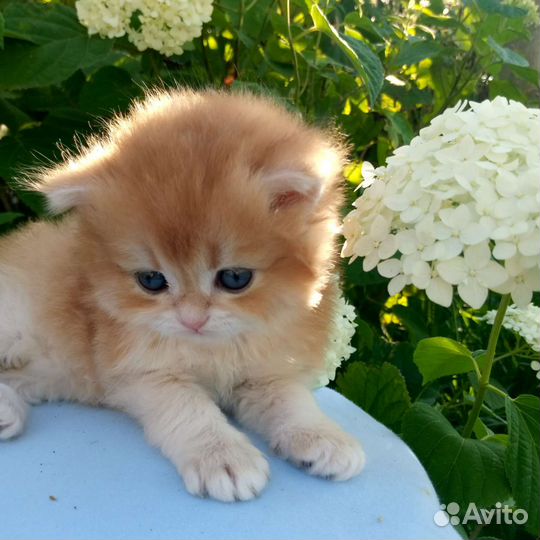 Британский длинношерстный мальчик BLH ny12