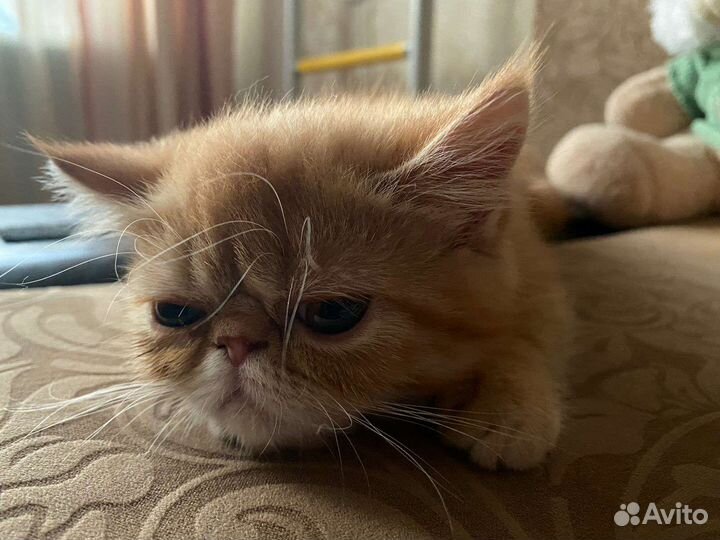 Котята экзоты девочка