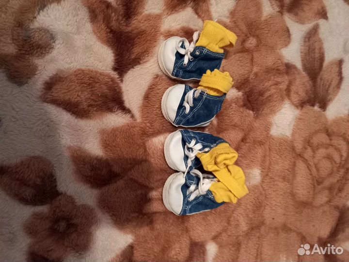 Кеды и одежда для собаки