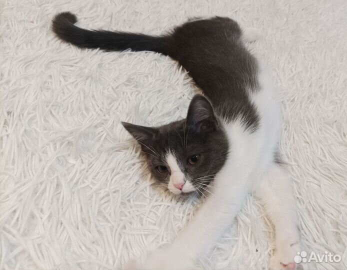 Котёнок Шелли ищет Дом