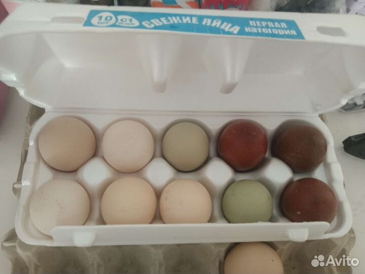Инкубационное яйцо