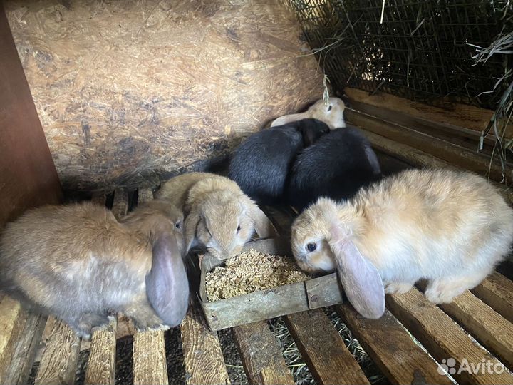 Кролики великаны