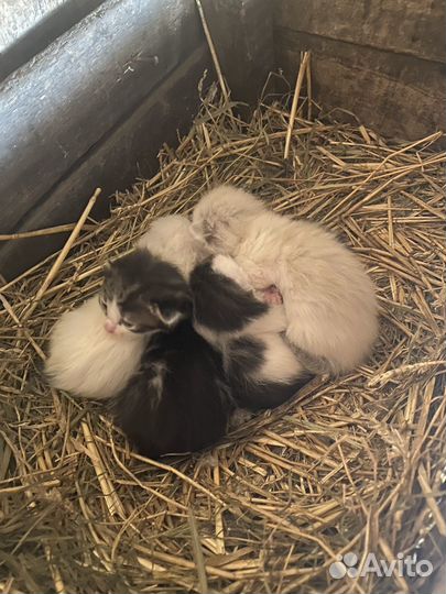 Котята в добрые руки