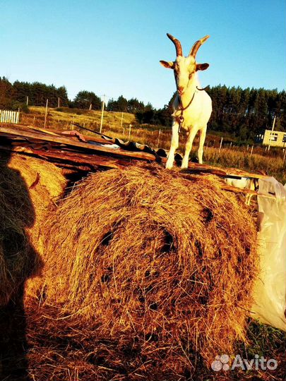 Козы дойные