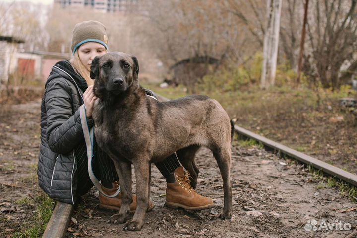 Собака в добрые руки