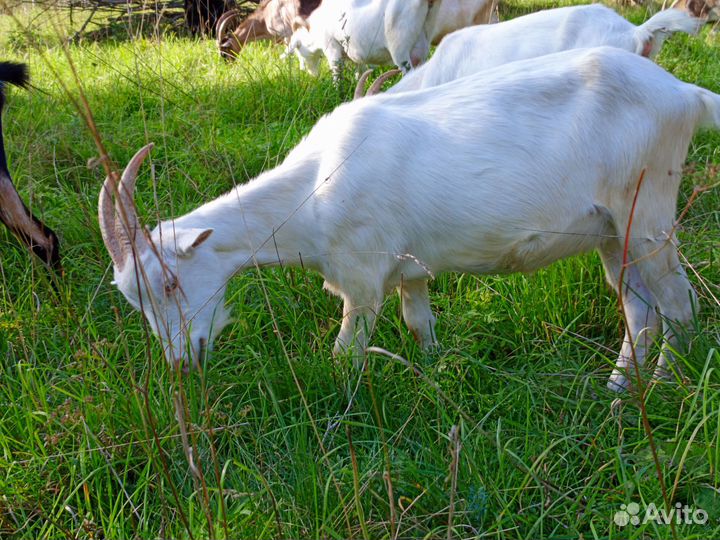 Козы молодняк под покрытие