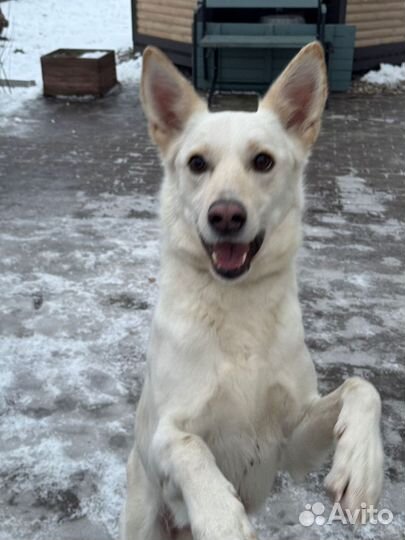 Рик спасен из Донецка