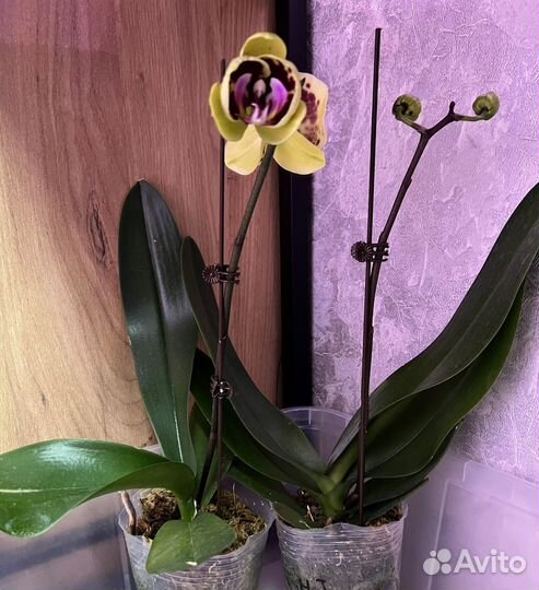 Орхидея фаленопсис /17