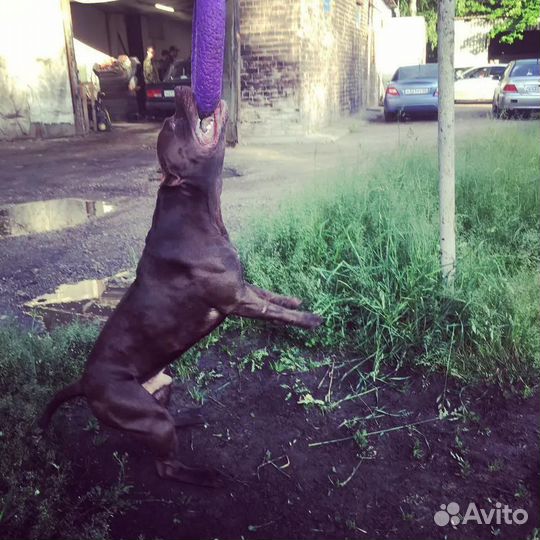 Американский питбультерьер вязка