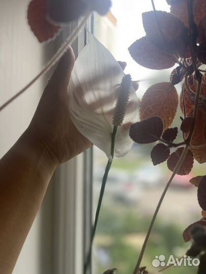 Спатифиллум - крупномер