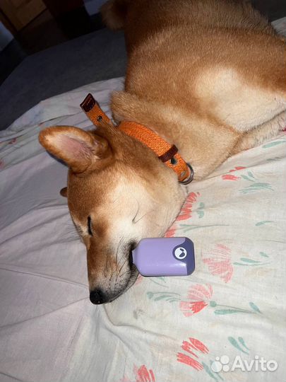 Вязка сиба-ину