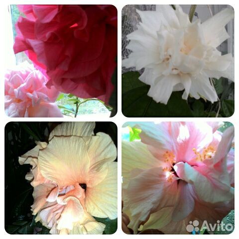 Гибискусы разных расцветок и Абутилоны