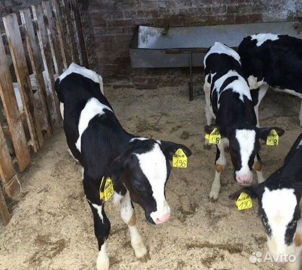 Бычки от месяца