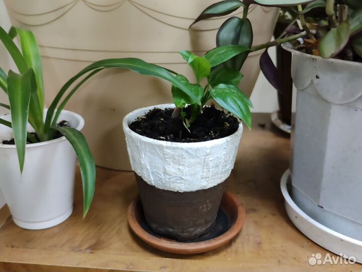 Спатифиллум женское счастье