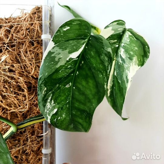 Epipremnum pinnatum White variegated