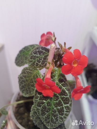 Комнатные цветы