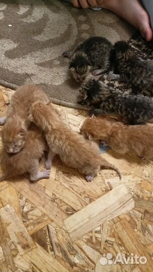 Шотландские котята