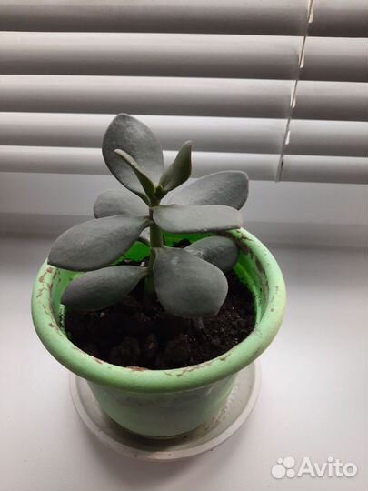Толстянка денежное дерево