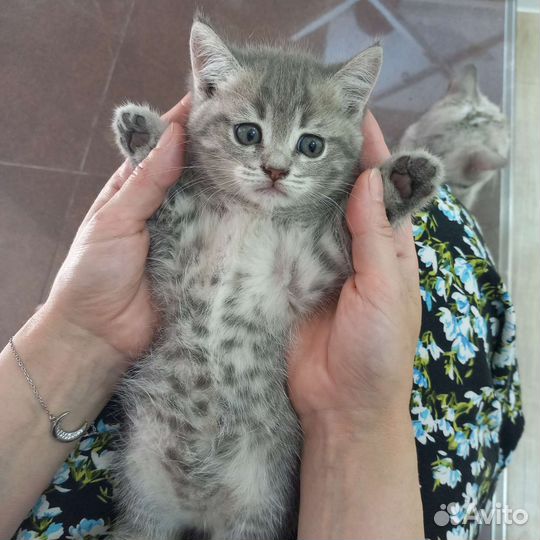 Отдам котёнка в добрые руки