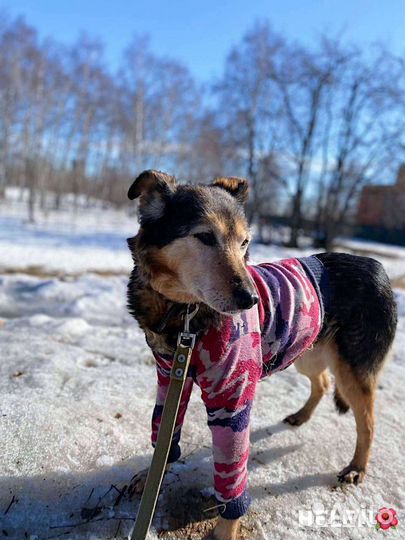 Собака в добрые руки