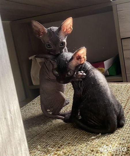 Котята Сфинкс