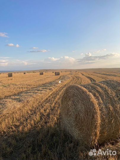 Солома оптом пшеничная