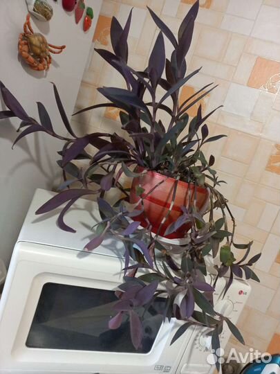 Комнатные цветы традесканция