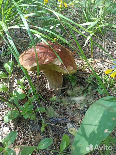 Поход в лес по грибы