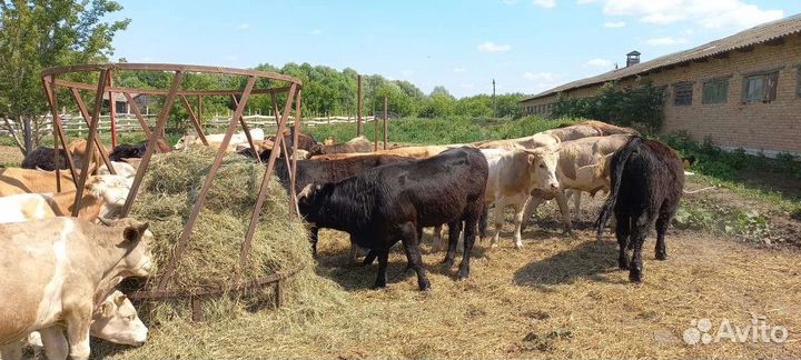 Быки сементалы швицы