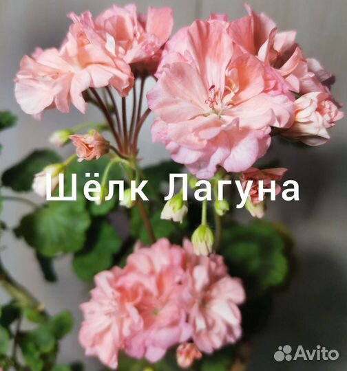 Пеларгония, герань сортовая