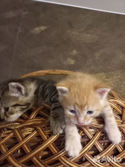 Отдам Сибирских котят