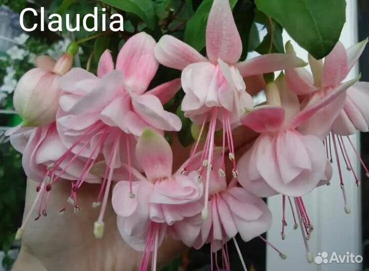 Фуксия ампельная черенки