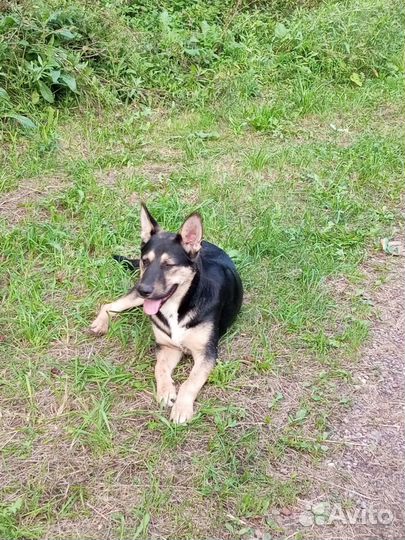 Пристраивается пёс