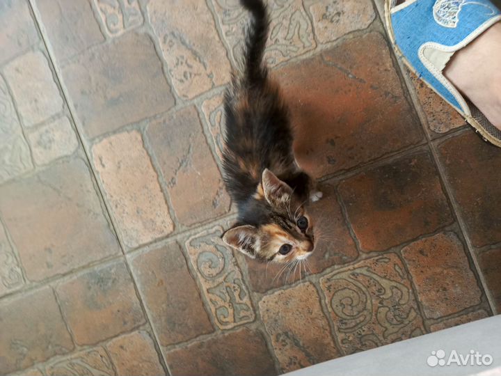 Трехцветная кошечка в дар в хорошие руки