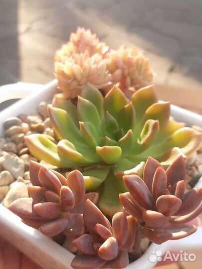 Суккуленты набор