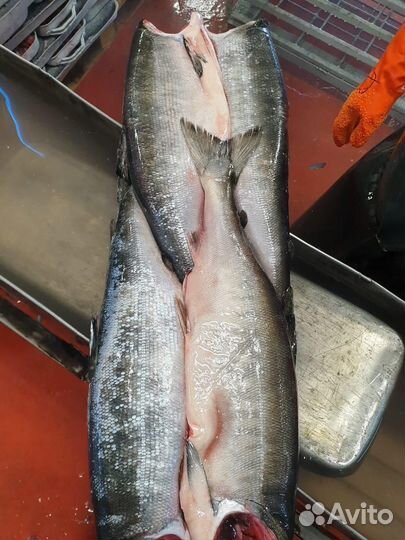 Рыба оптом. Свежий улов. Заморозка