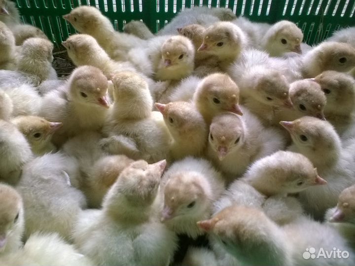 Молодняк птицы