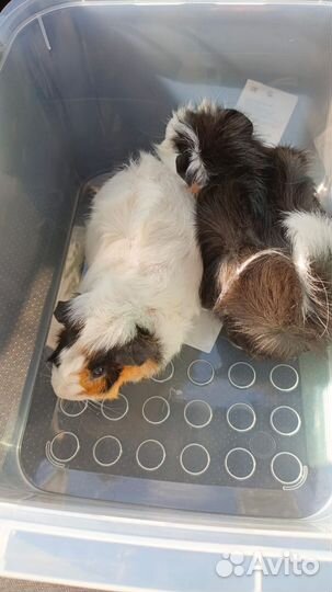 Морские свинки