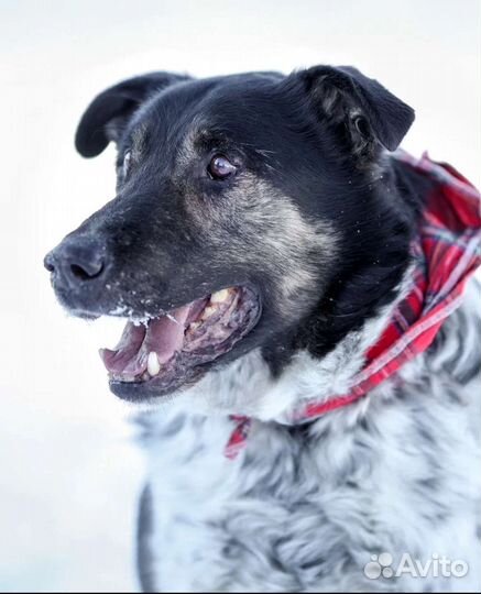 Собака из приюта в добрые руки