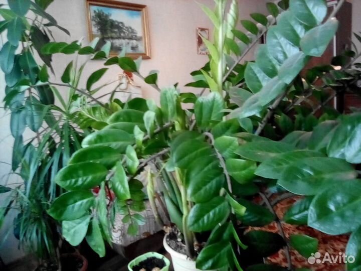 Замиокулькас