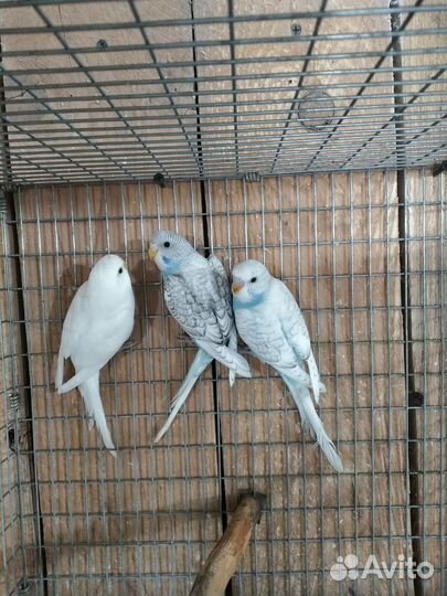 Попугай птенцы