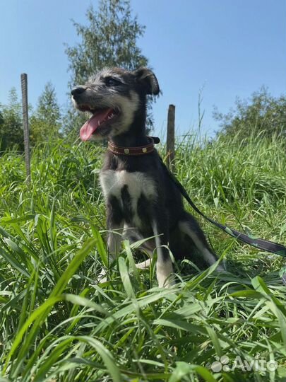 Щенки в добрые руки