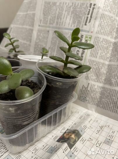 Толстянка (денежное дерево)