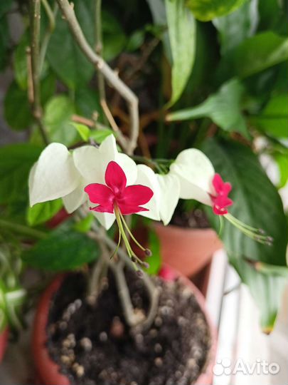 Экзотические комнатные растения