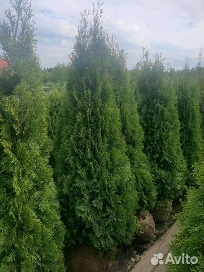 Туя Смарагд, Колумна, Брабант для изгороди