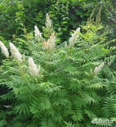 Рябинник рябинолистный