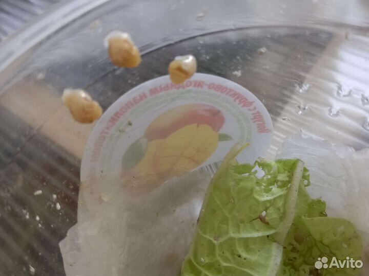 Икра (яйца) улиток ахатин, малыши, взрослые